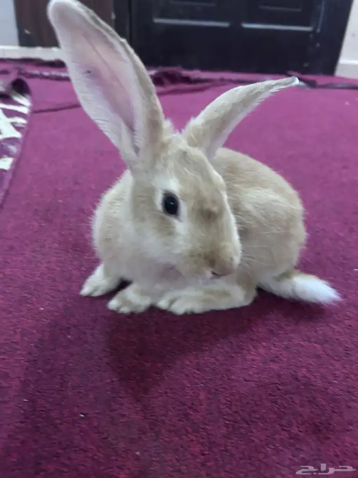 يوجد لدينا أرانب بلديه و نظيفه 2