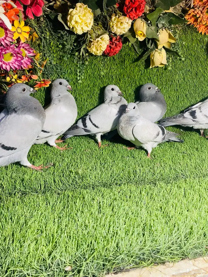 للبيع مجموعة طبات زواجل 4
