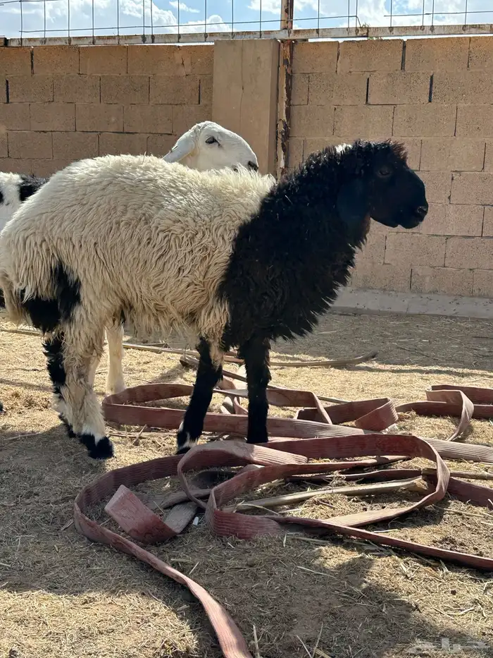 خروف نعيمي 1