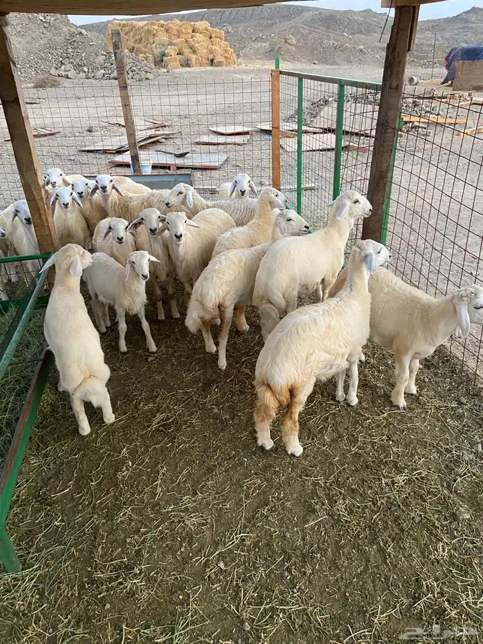 ذبايح طليان للبيع 1