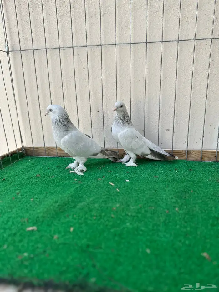 للبيع جوز تركي عسلي بارلس ( تم البيع ) 1