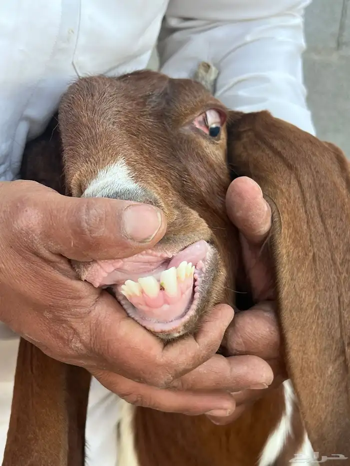 عنز ثنيه 2