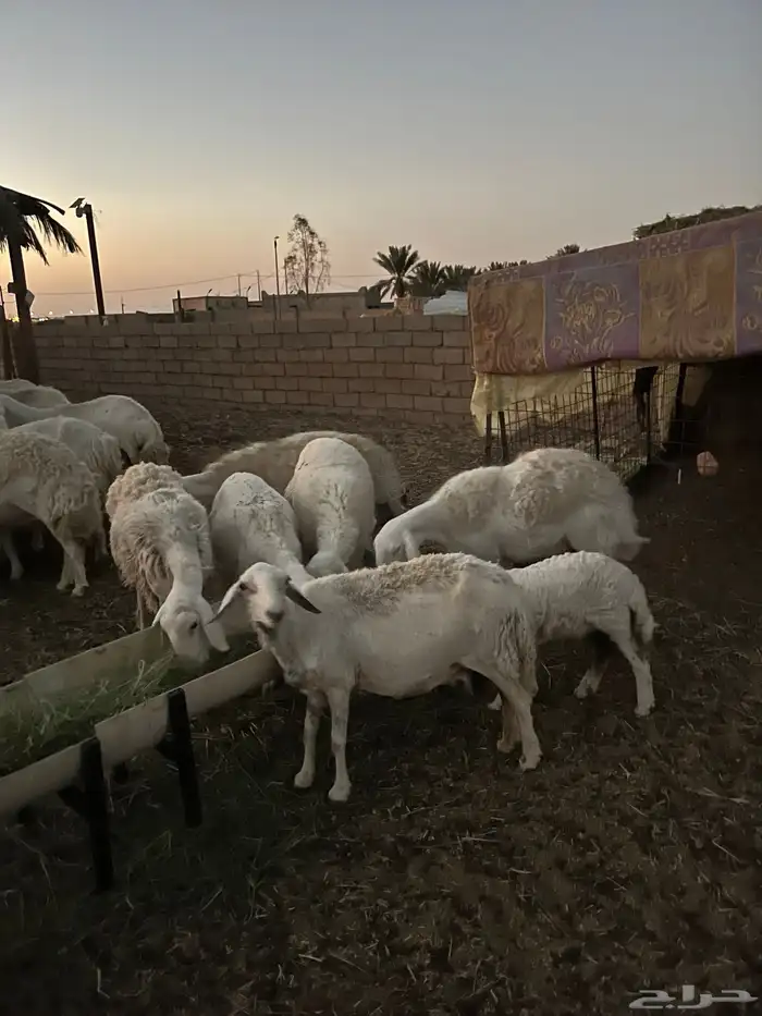 حريات وحده والد معها خروف له شهرين وحده دافع قريب ولادها 1