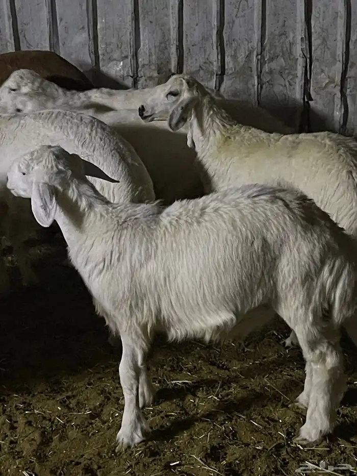 هرافا لباني حري هرفي حري لباني بري 6