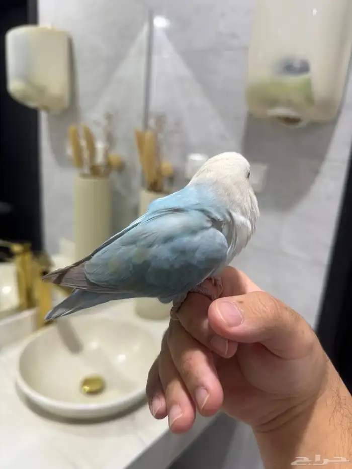 روز اليف حمامه للبيع 1