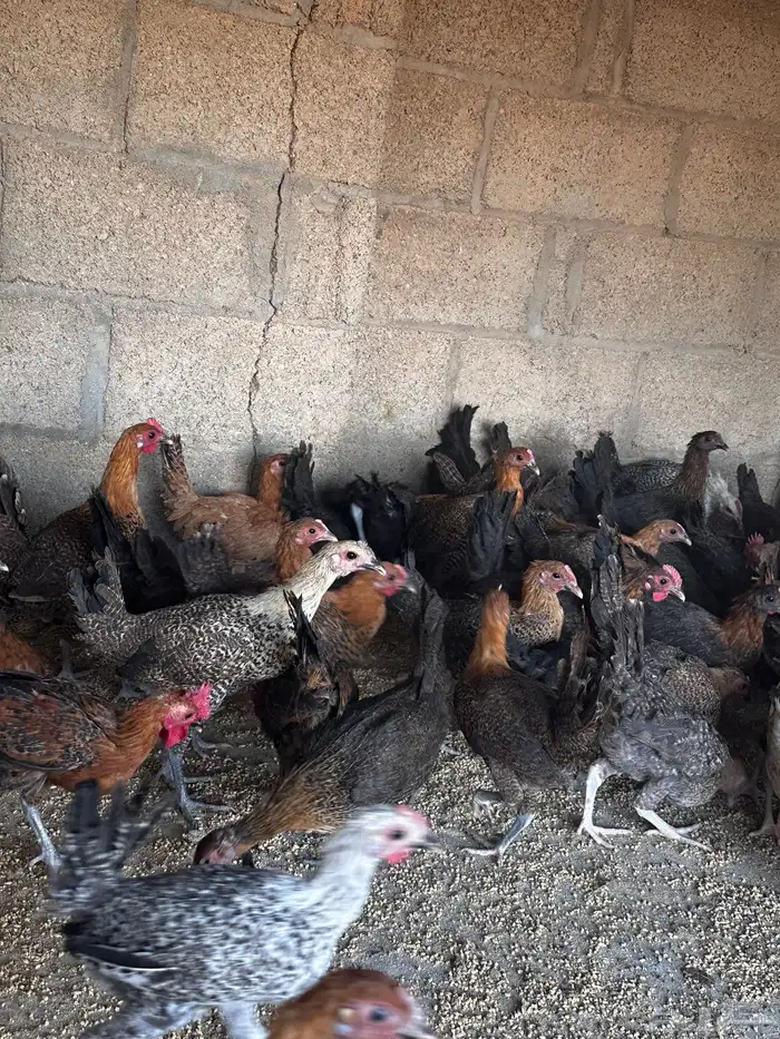 دجاج فيومي 1