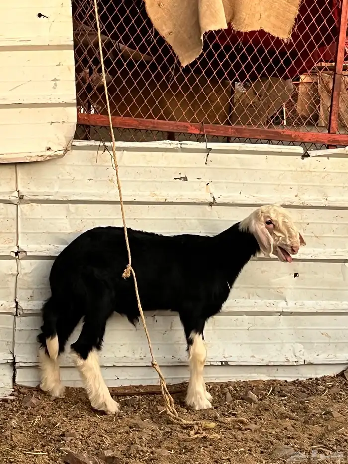 فحل نجدي صنف الصنف 5