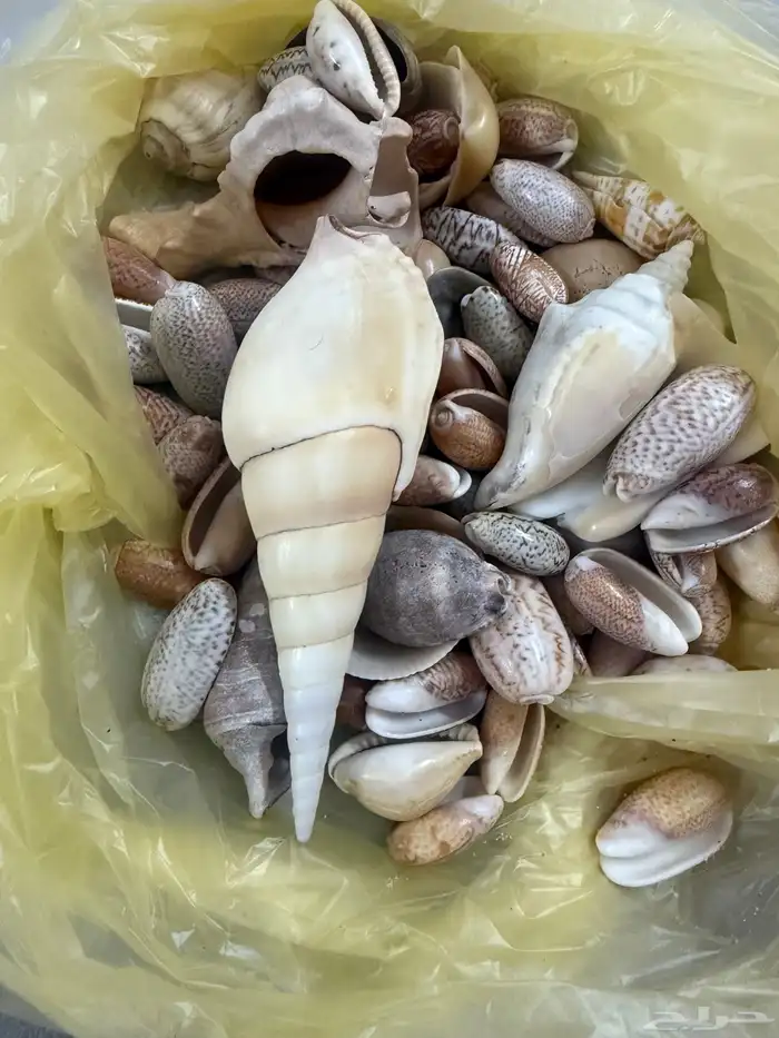 اغراض منوعة للبيع خرداوات 15