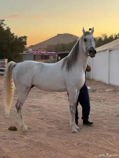 ايواء خيل بيع شراء تسويق index