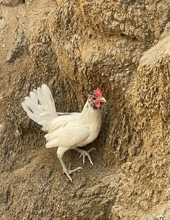 دجاج عربي قزم 2