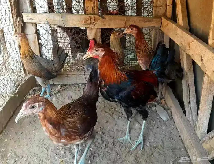 دجاج بلدي ترثه تم البيع 0