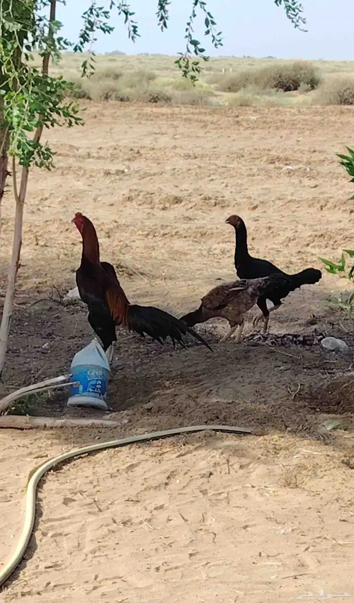 دجاج شامو للبيع ثنتين اناث وديك منتج على الشرط 0