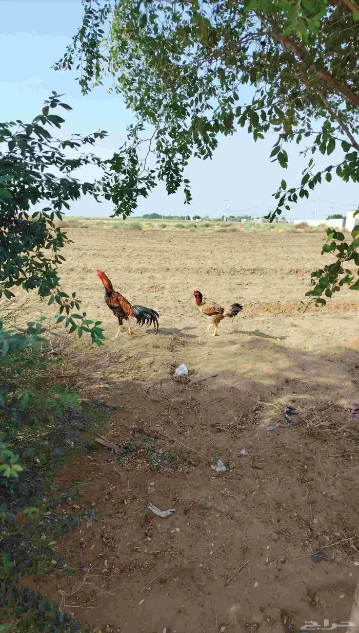 دجاج شامو للبيع ثنتين اناث وديك منتج على الشرط 1