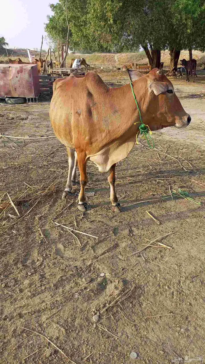 بقرة للبيع 0
