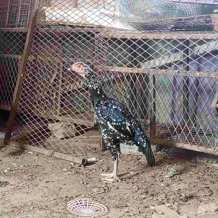 دجاجه سندي 2