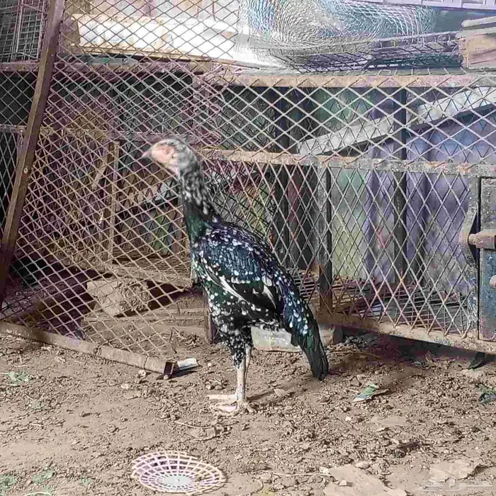 دجاجه سندي 0