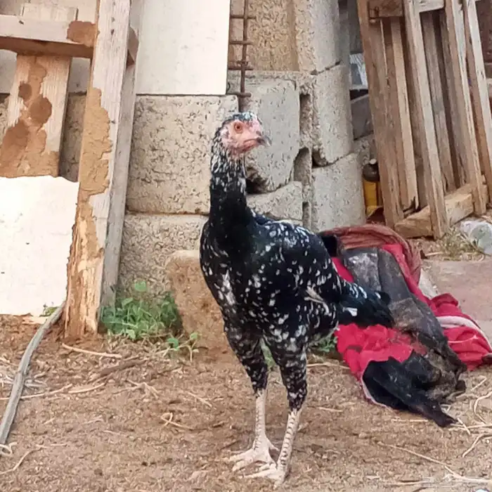 دجاجه سندي 1