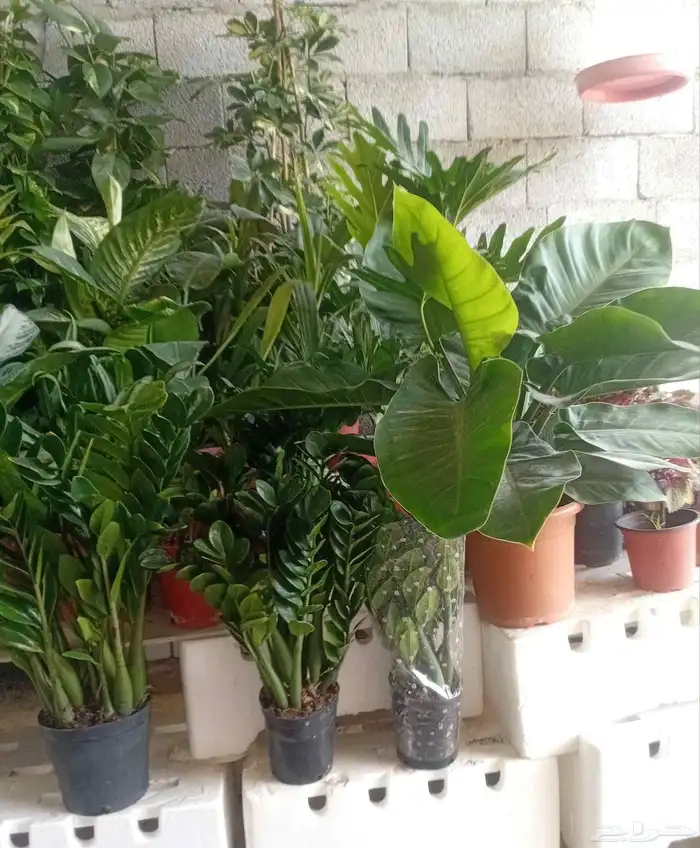 تنسيق حدائق 0