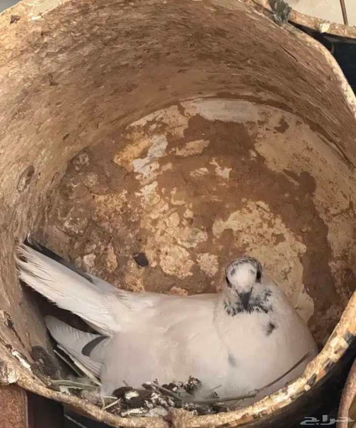 أربع اجواز و فردتين 7
