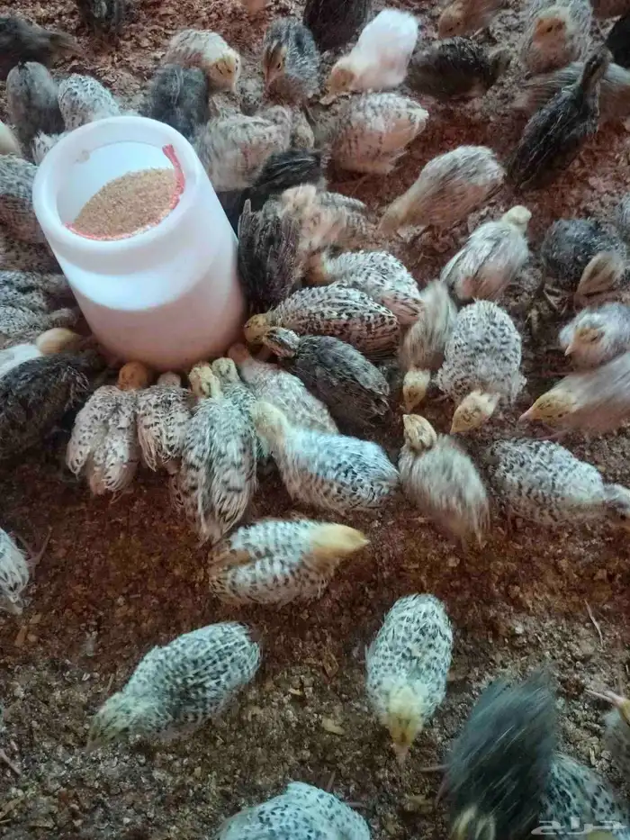 سمان كريمي بلدي ابيض بني غامت كل نوع في موجود 8