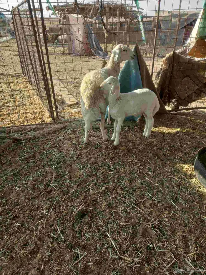 للبيع حريه تحتها خروف ذبيحه ونعجه مقروعه لهآ حول 25 يوم 3