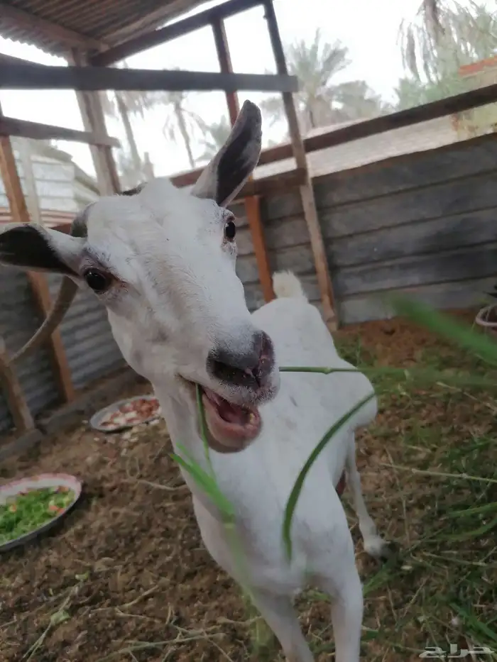 للبيع ماعز ان شاء الله انها دافع درتها نازله مره ما شاء الله 0