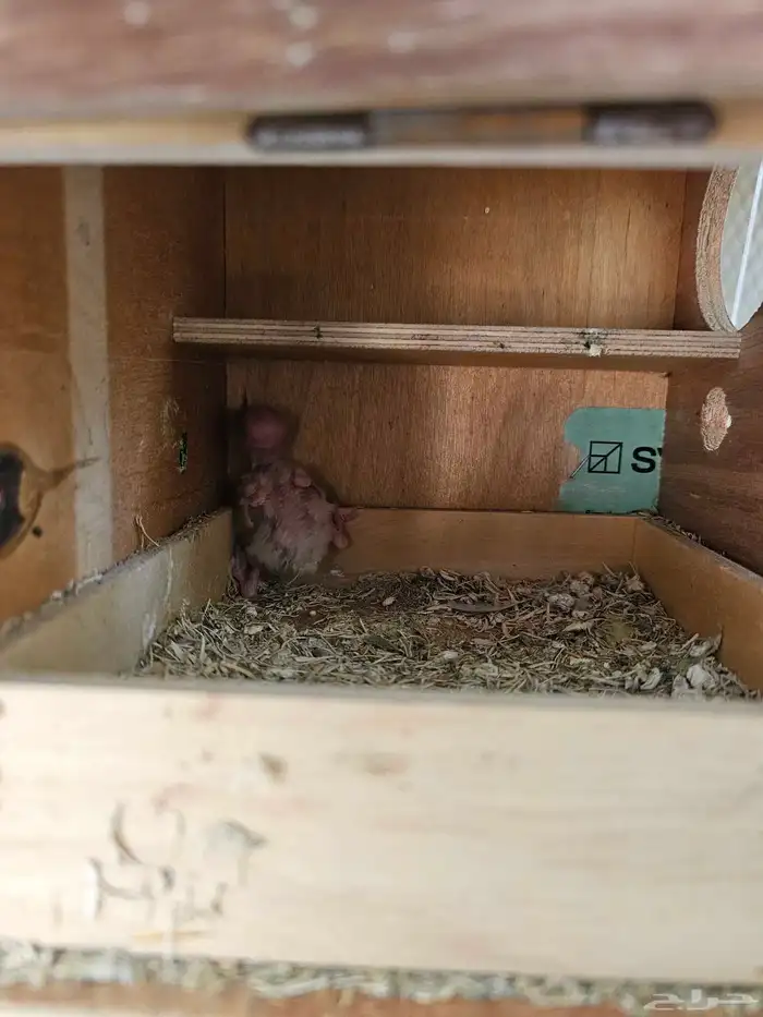 جوز روز مع فرخه 3