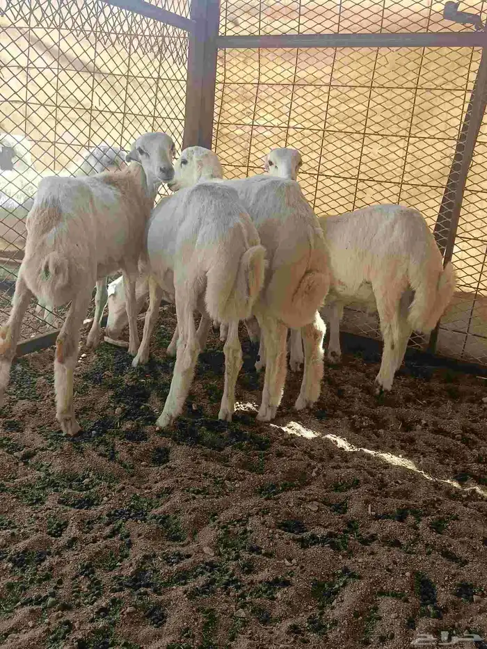 طليان رفيدي بلدي من عيال غنمي 0