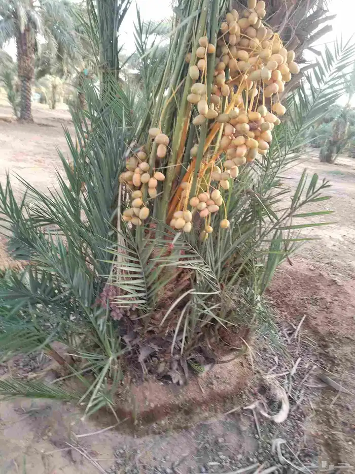 نخل للبيع جميع الأنواع 6