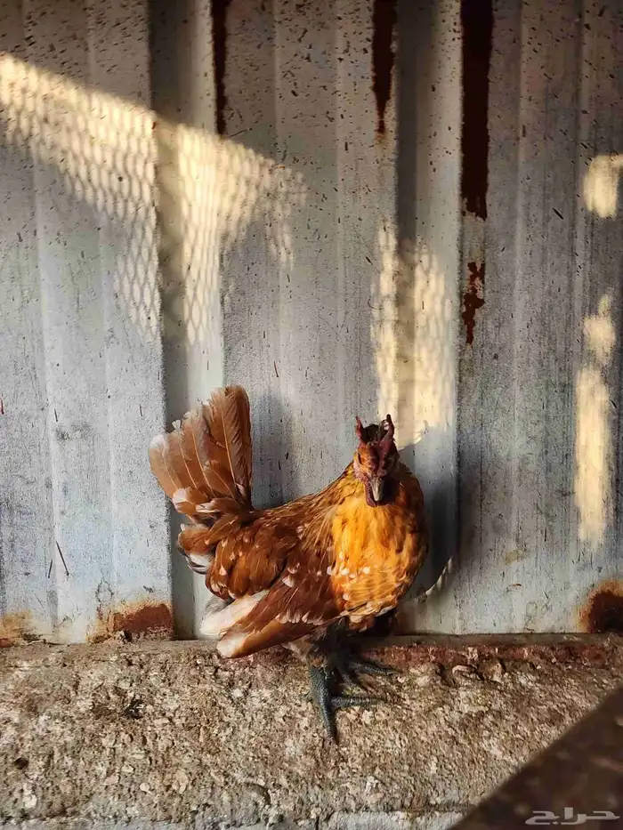 6 ديوك حباحب 3