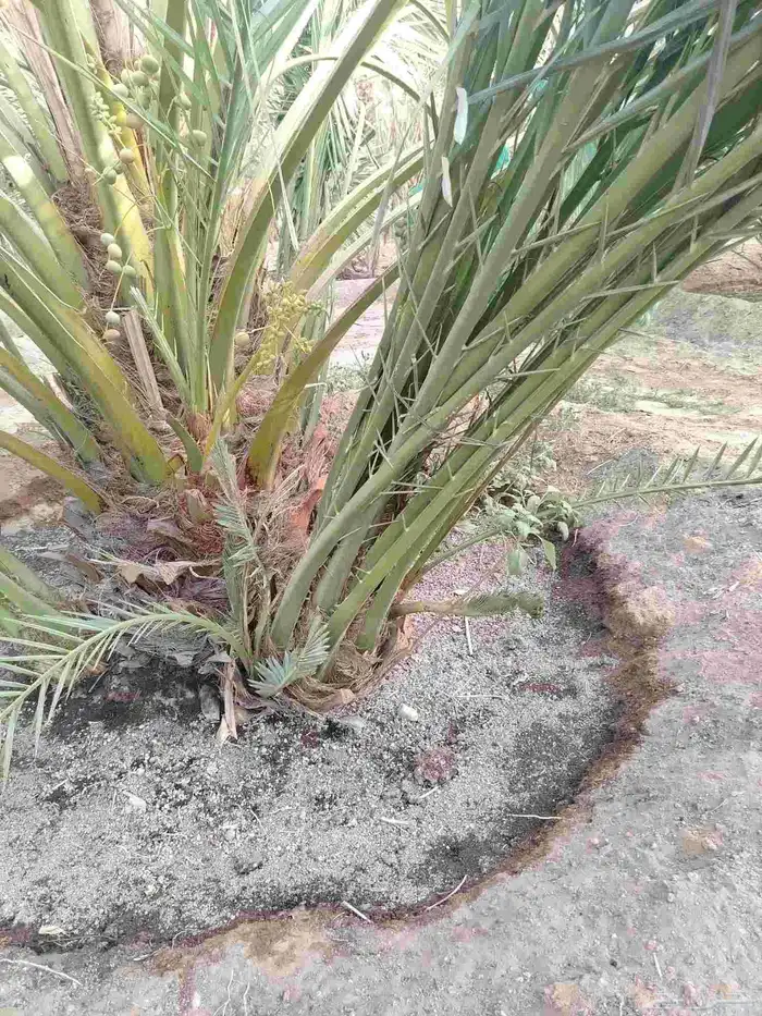 نخل للبيع جميع الأنواع 4