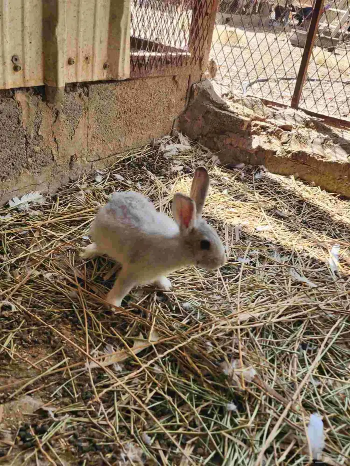 ارانب للبيع 2