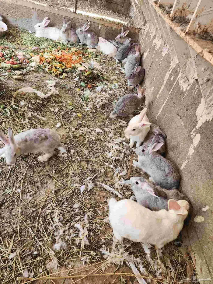 ارانب للبيع 9