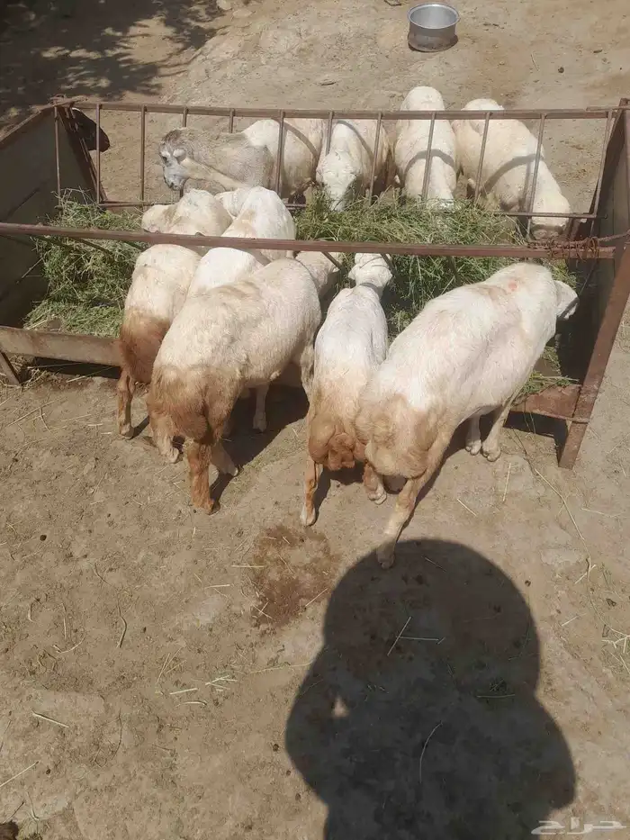 رخيل وخرفان 4