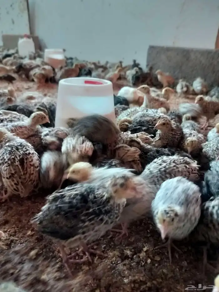 سمان كريمي بلدي ابيض بني غامت كل نوع في موجود 4