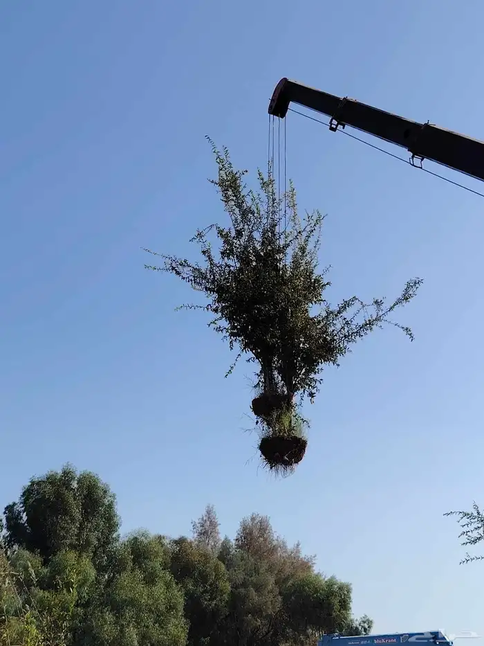 نخل عربي وزيتون 8