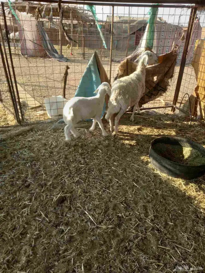 للبيع حريه تحتها خروف ذبيحه ونعجه مقروعه لهآ حول 25 يوم 2