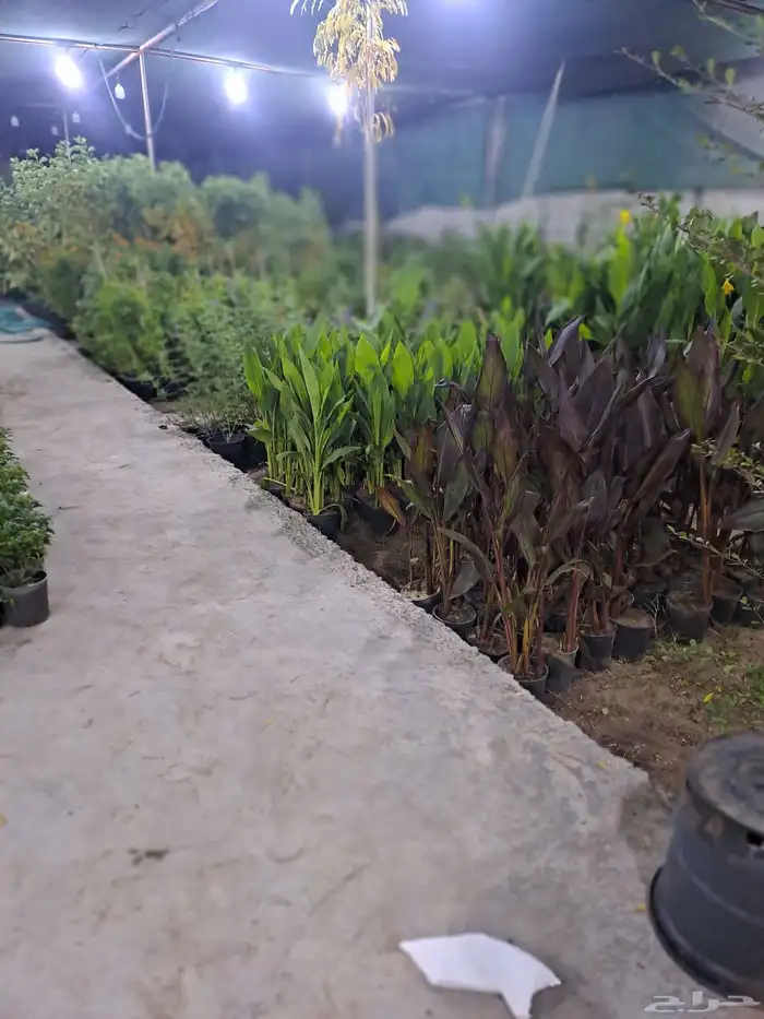 مشتل بيع جمله وتجزءه 4