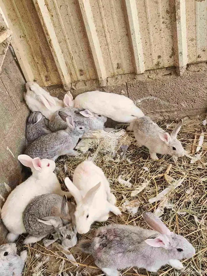 ارانب للبيع 0