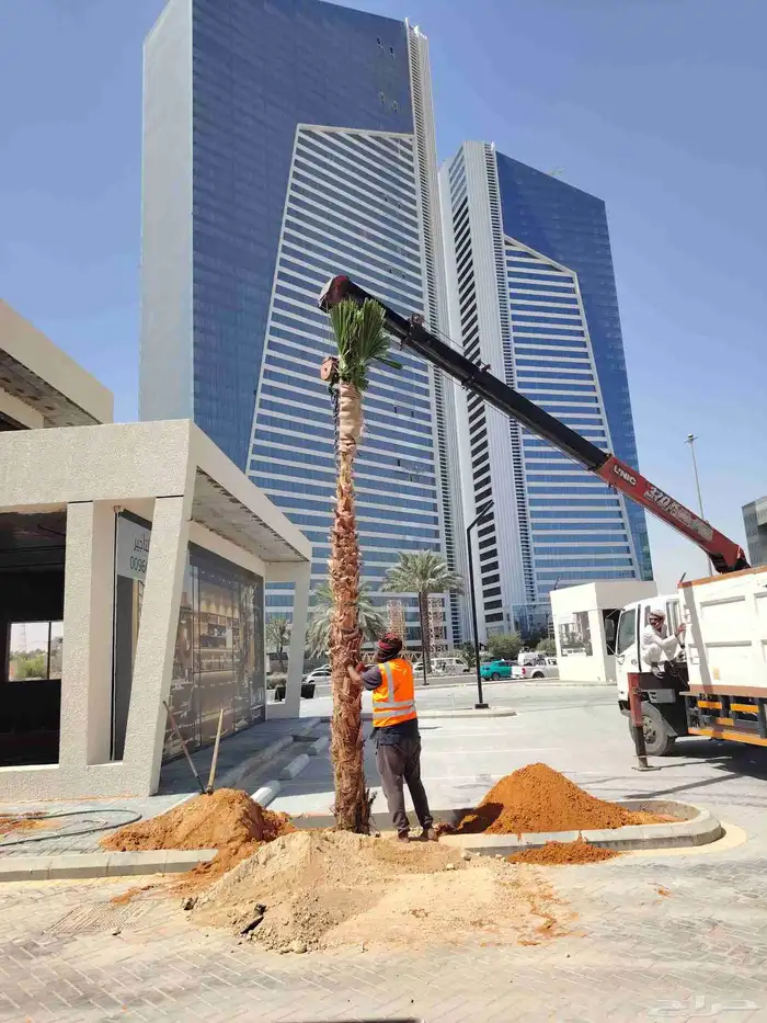 نخل زينه واشنطني أمريكي 0