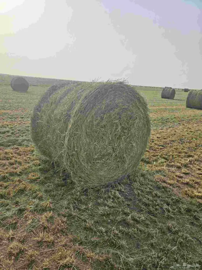 رودس مقاس 130 كبس طييب 0