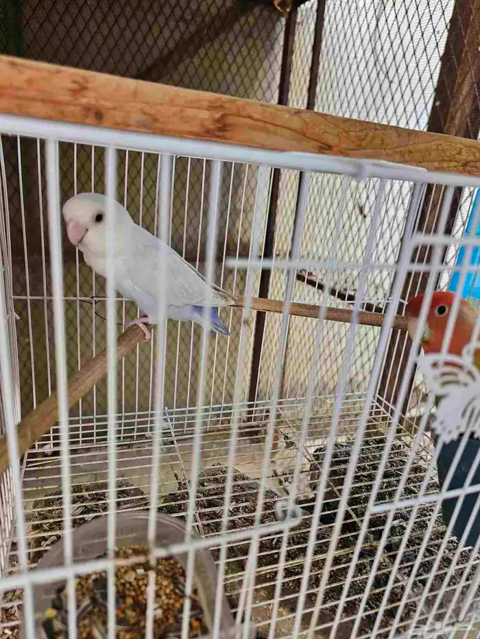 جوز روز مع فرخه 1