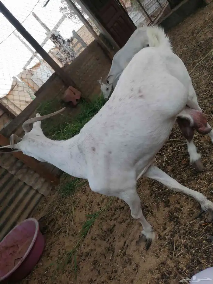 للبيع ماعز ان شاء الله انها دافع درتها نازله مره ما شاء الله 2