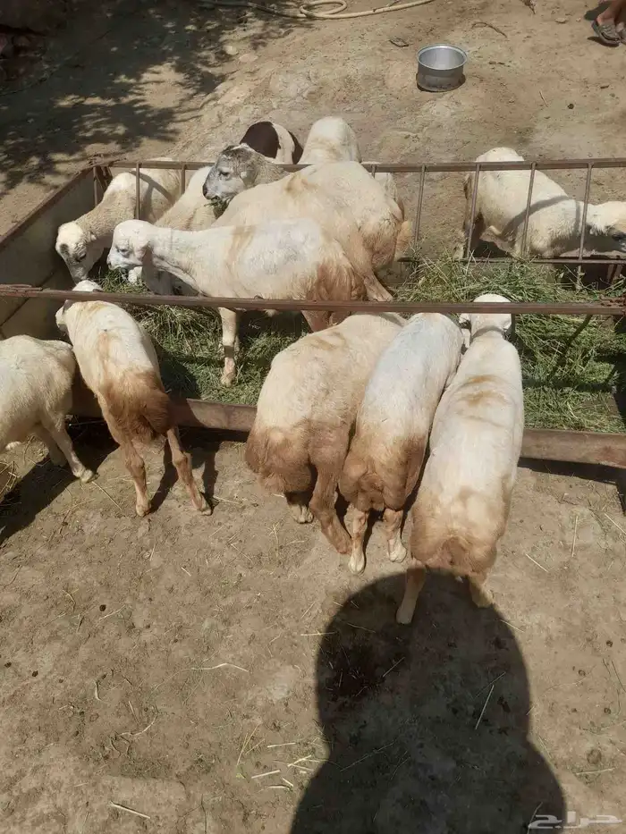 رخيل وخرفان 3