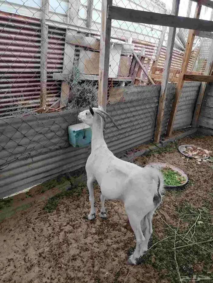 للبيع ماعز ان شاء الله انها دافع درتها نازله مره ما شاء الله 3