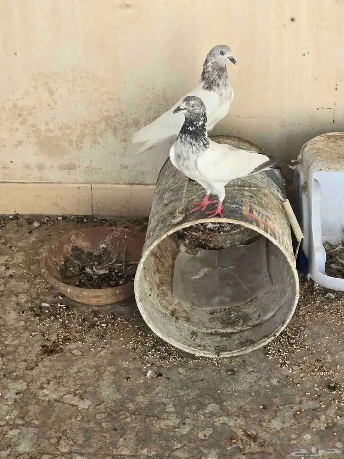حمام باكستاني للبيع او البدل 2