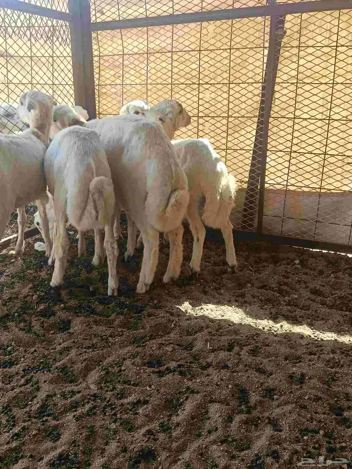 طليان رفيدي بلدي من عيال غنمي 1