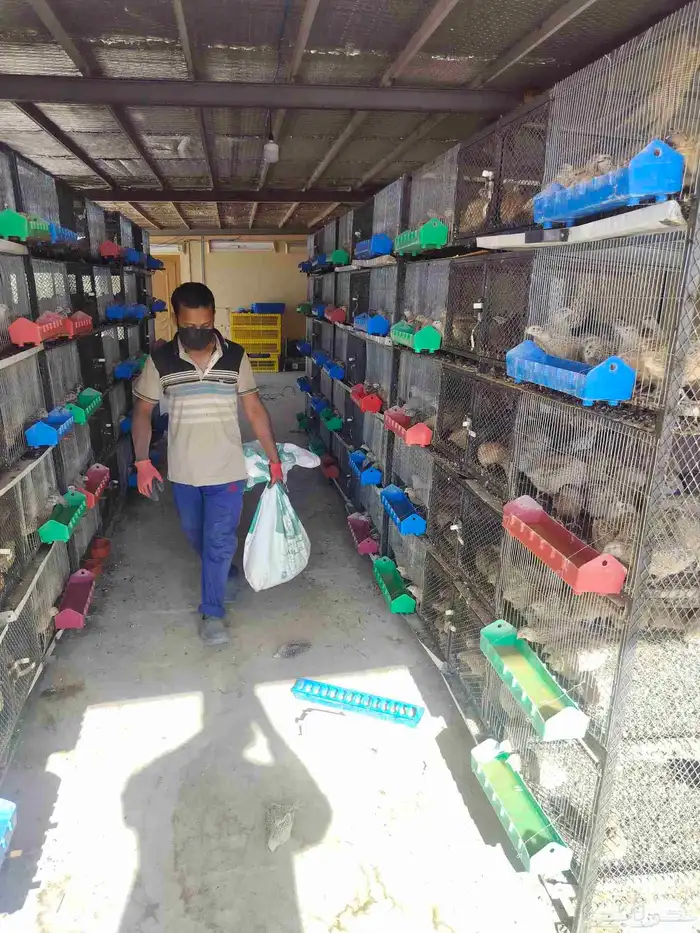 سمان كريمي بلدي ابيض بني غامت كل نوع في موجود 1