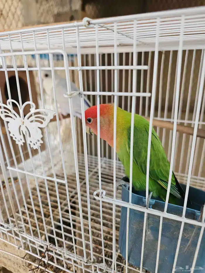 جوز روز مع فرخه 0