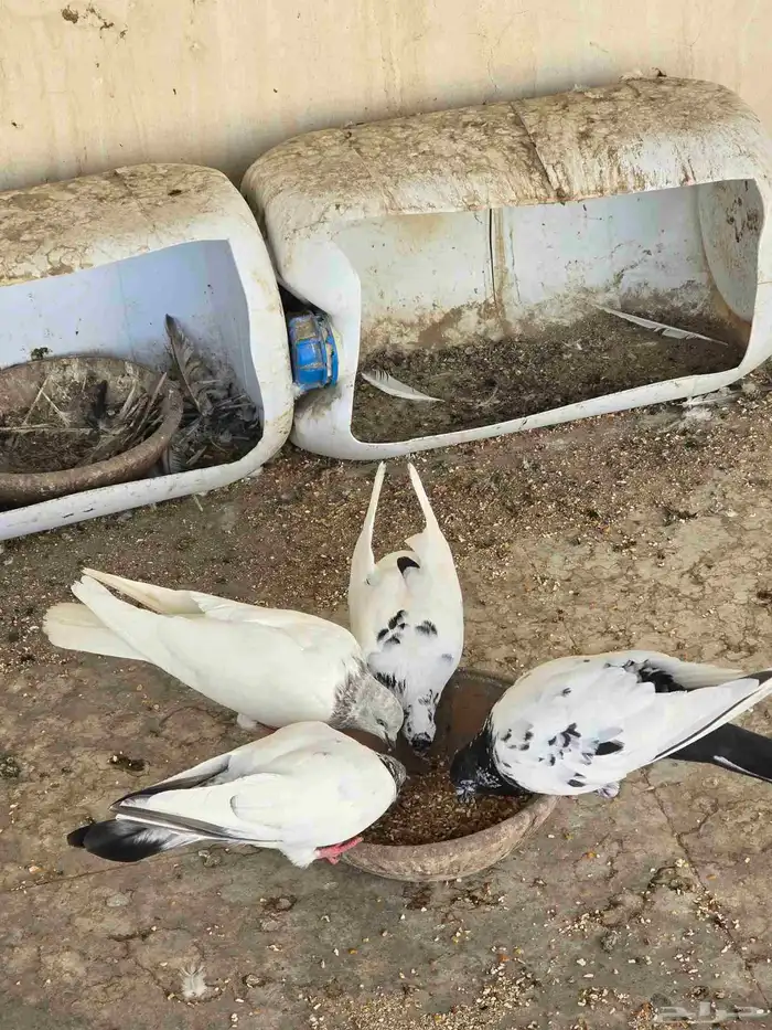 حمام باكستاني للبيع او البدل 4